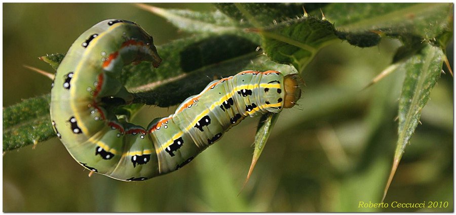 Identificazione bruco